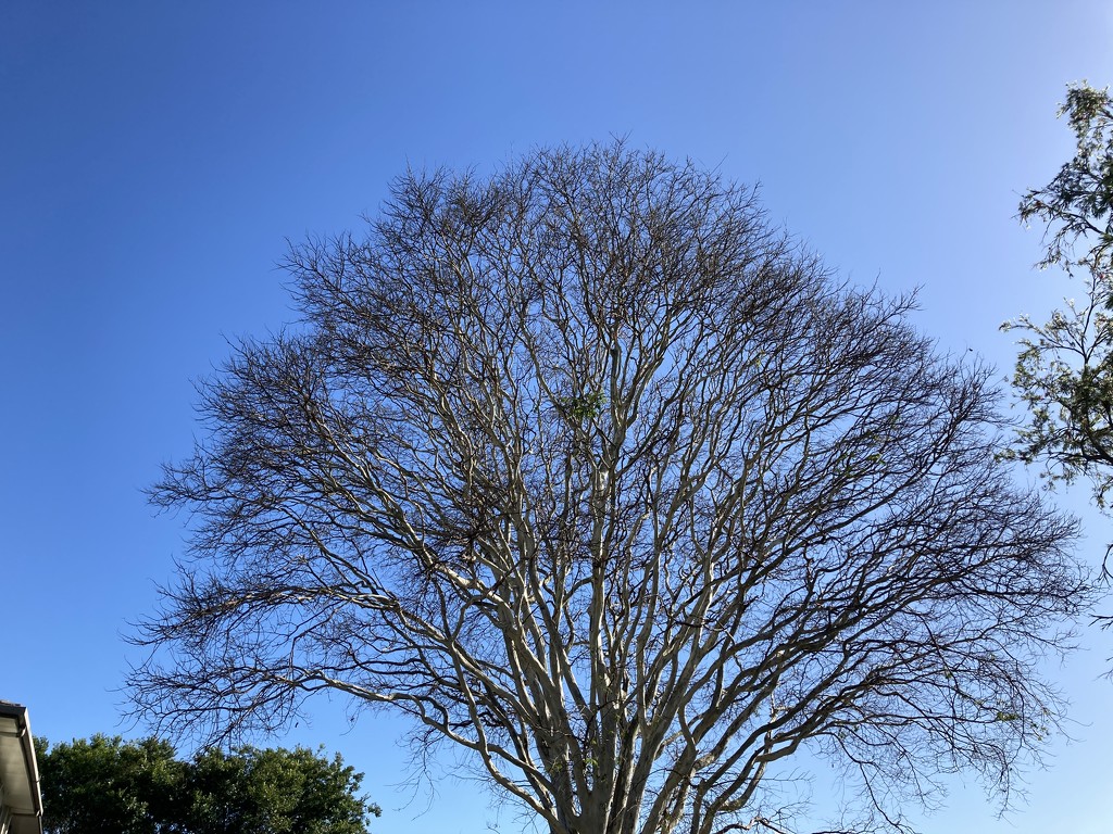 Canopy-less by alisonjyoung