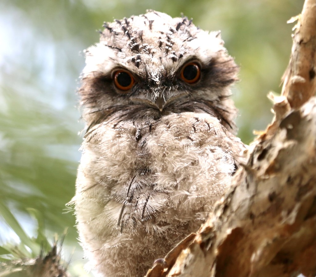 Frogmouth Friday by alisonjyoung