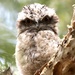 Frogmouth Friday by alisonjyoung