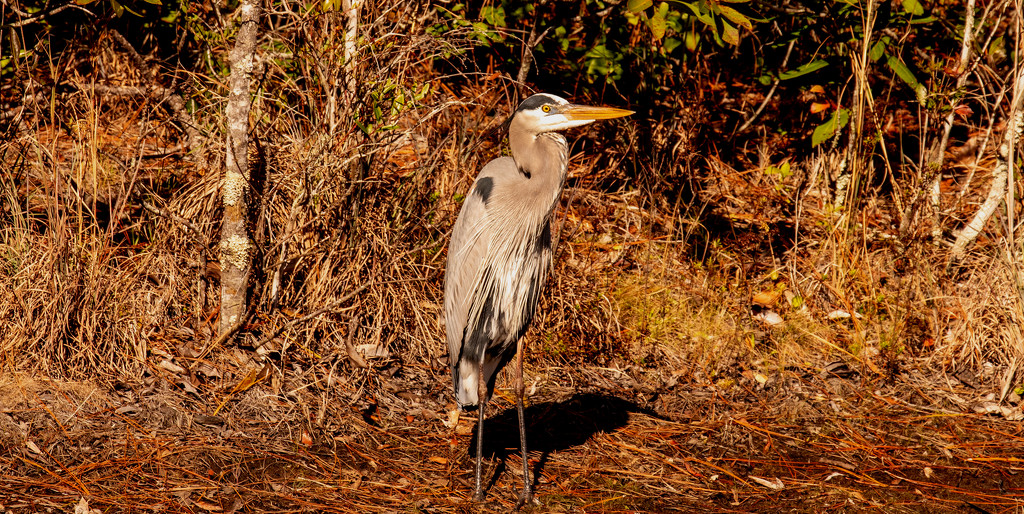 Blue Heron Taking in the Sun! by rickster549