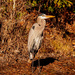 Blue Heron Taking in the Sun! by rickster549