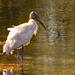 The Woodstork Wasn't Afraid of the Water! by rickster549