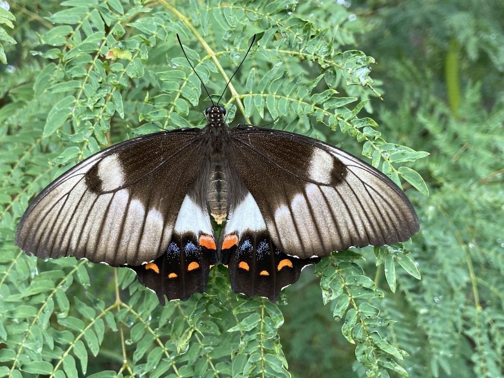 Orchard Swallowtail by alisonjyoung