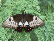 13th Dec 2020 - Orchard Swallowtail