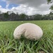 Mushroom by alisonjyoung