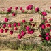 Roadside wild roses by ludwigsdiana