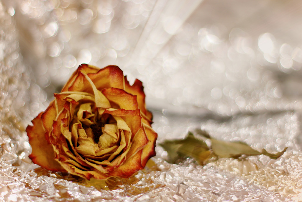 A Christmas Rose by jamibann