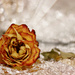 A Christmas Rose by jamibann
