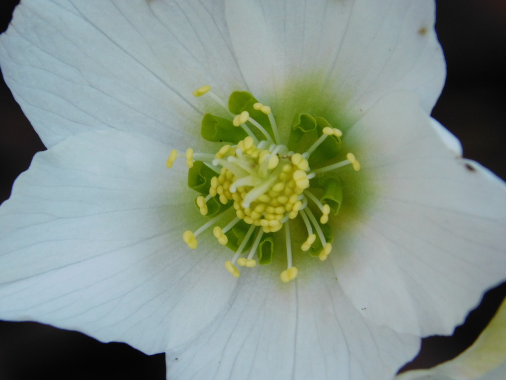 Lent Lily or Christmas rose? by 365anne