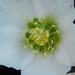 Lent Lily or Christmas rose? by 365anne
