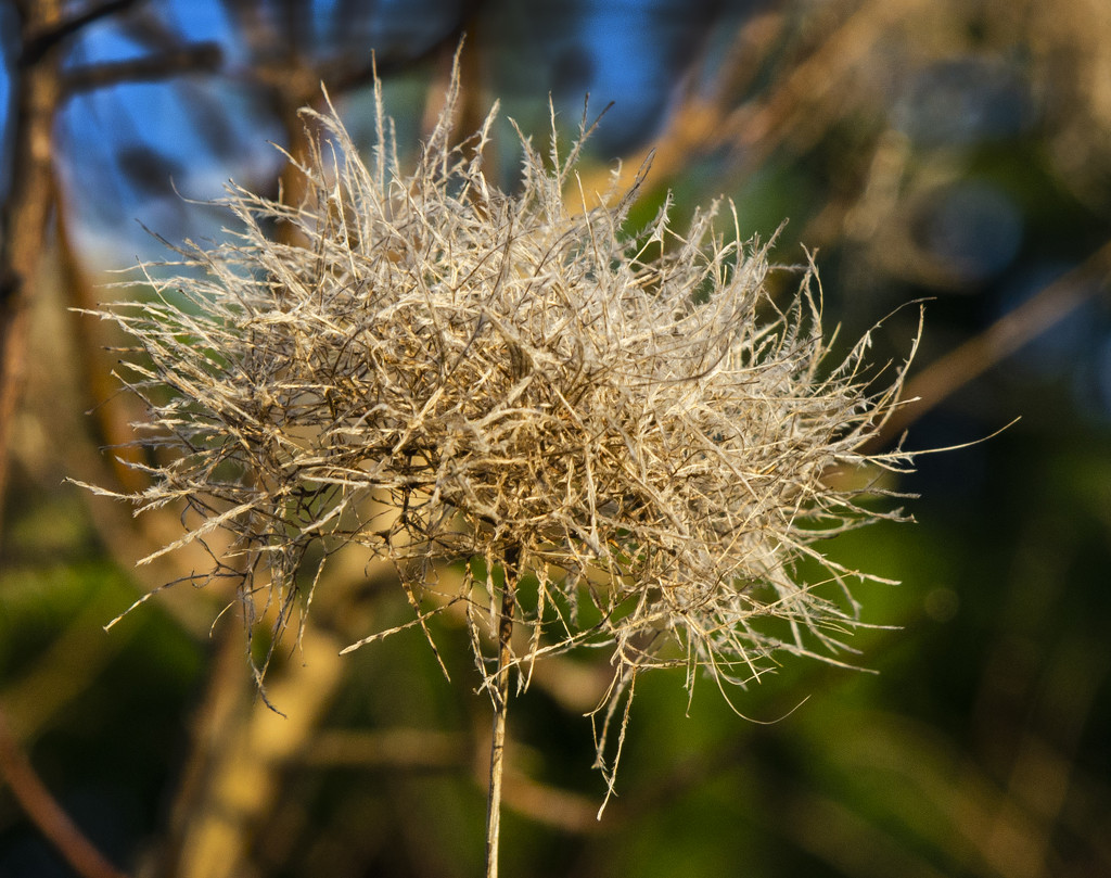 Dried seed head by clivee