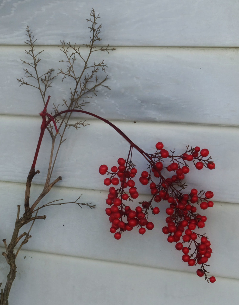 Winter Berries by linnypinny