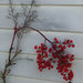 Winter Berries by linnypinny