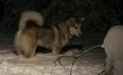 28th Dec 2020 - Nukka in the snow