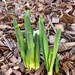 Daffodils by shutterbug49