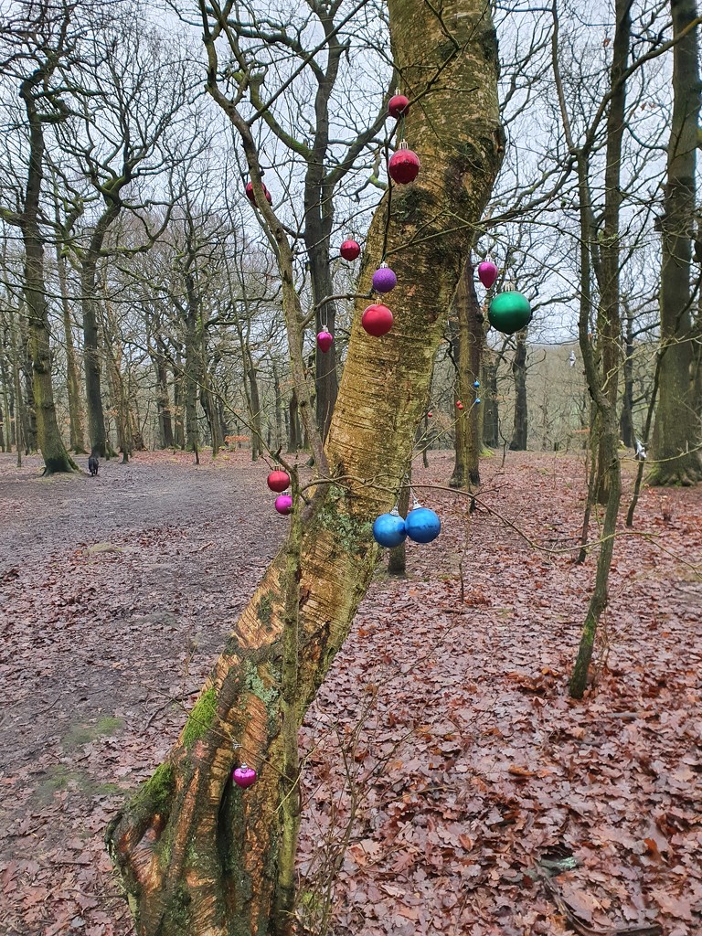 Baubles in the woods. by janetr