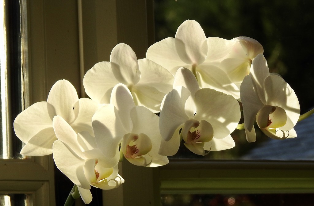 Orchid in Sunlight  by susiemc