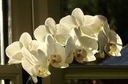 28th Dec 2020 - Orchid in Sunlight 