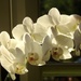 Orchid in Sunlight  by susiemc