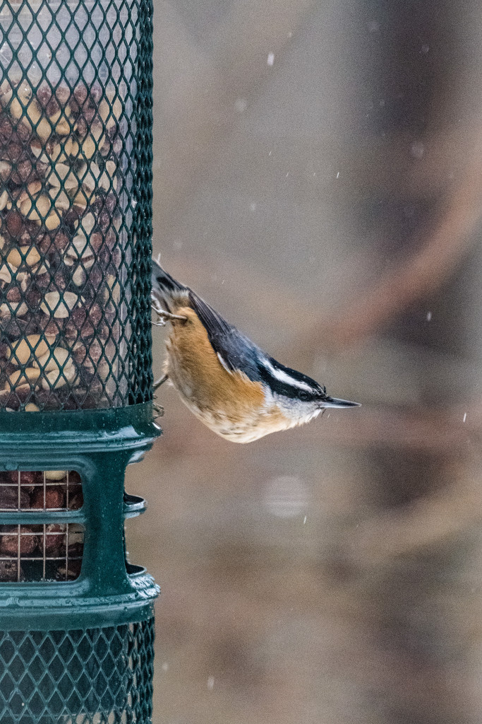 Red-Breasted Nuthatch by mgmurray
