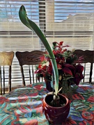 28th Dec 2020 - My Christmas Amaryllis with a 2 foot tall leaf and no bloom stem. 
