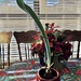 My Christmas Amaryllis with a 2 foot tall leaf and no bloom stem.  by louannwarren
