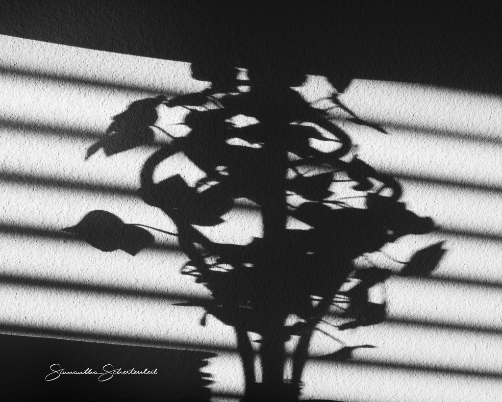 Morning shadows by sschertenleib