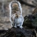 Hartsholme Tree Rat by phil_sandford