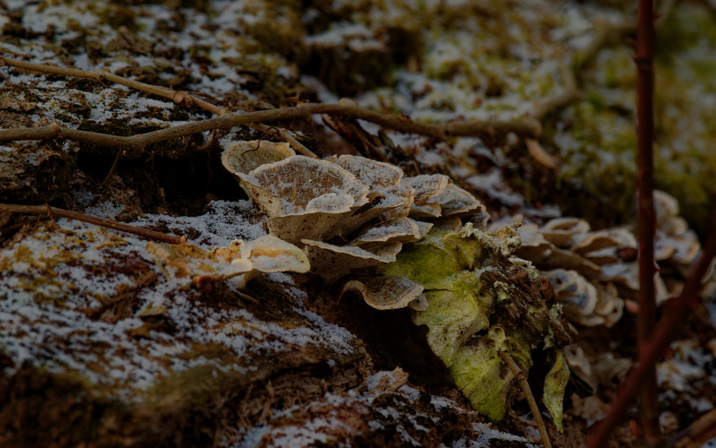 mossy maze polypore by rminer
