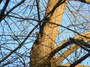 28th Dec 2020 - Red-Cockaded Woodpecker 