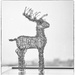 Wired Reindeer by sprphotos