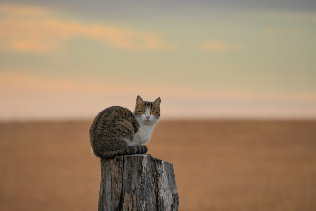 Fence Post Cat by kareenking