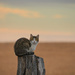 Fence Post Cat by kareenking