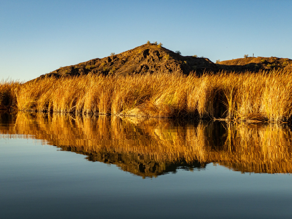 Weeds and shore - Bill Williams preserve by jeffjones