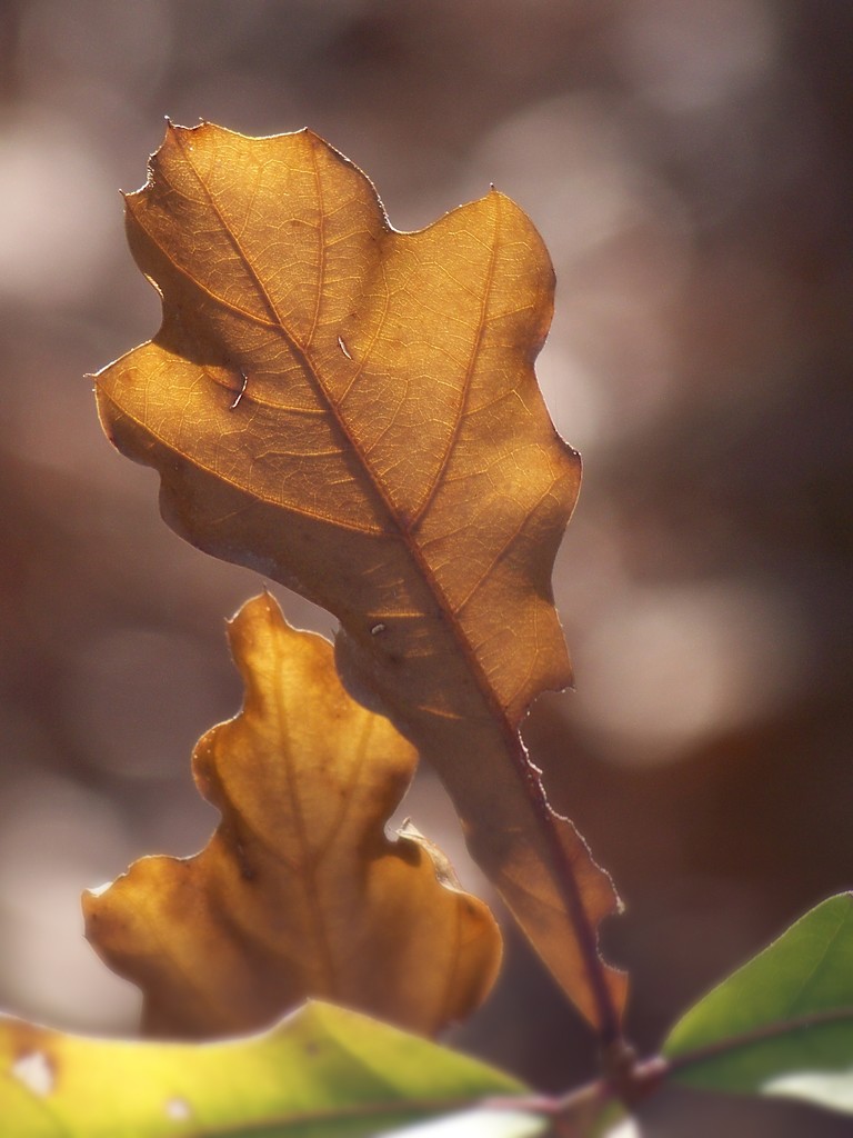 Oak leaves... by marlboromaam