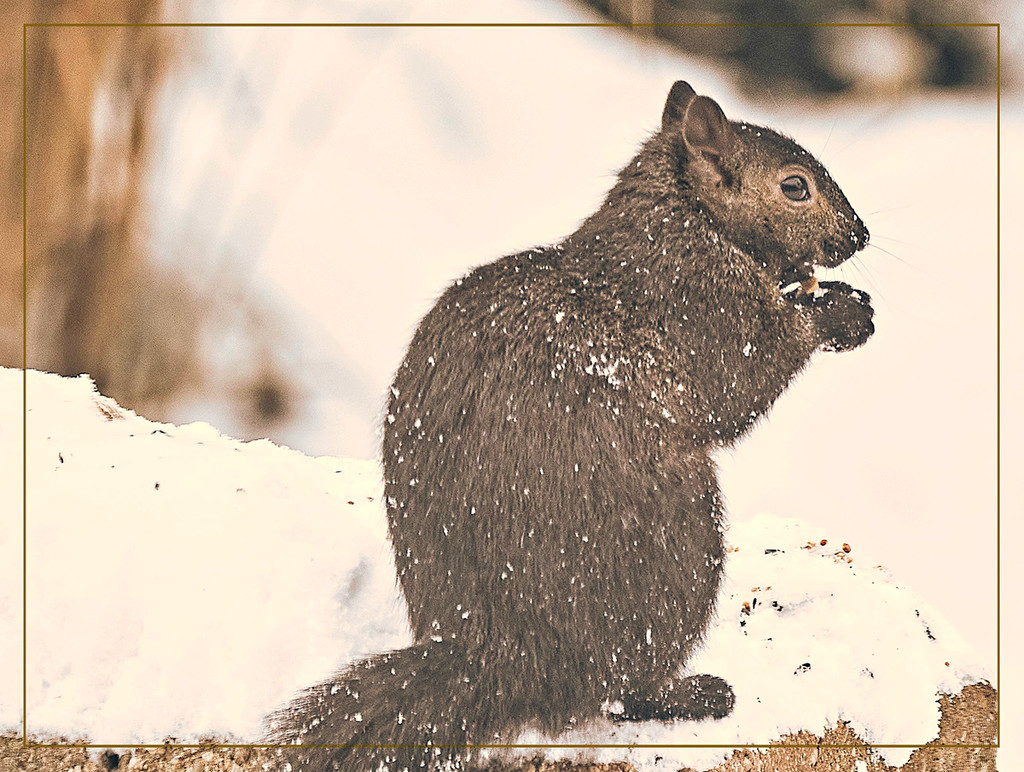 Winter Squirrel by gardencat