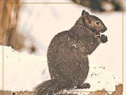 28th Dec 2020 - Winter Squirrel
