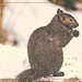 Winter Squirrel by gardencat