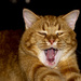 Yawning Cat by cwbill