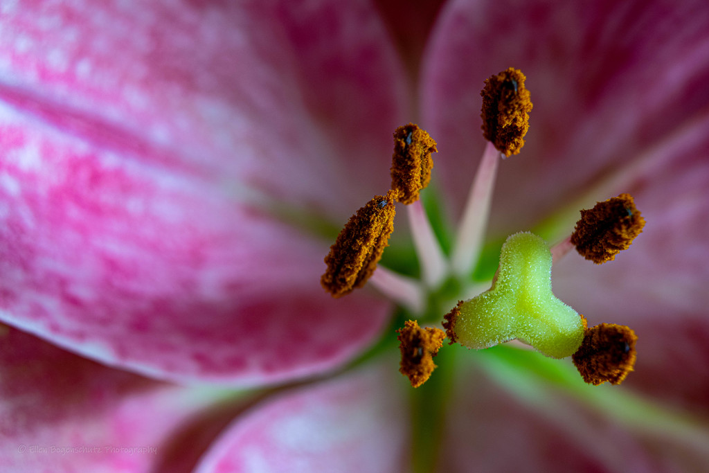 Lilly detail  by theredcamera