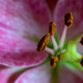 Lilly detail  by theredcamera