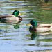 Dabbling Ducks by redy4et
