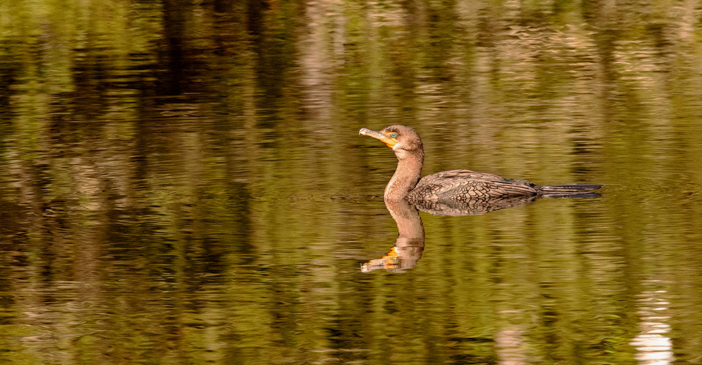 Cormorant and Reflections! by rickster549