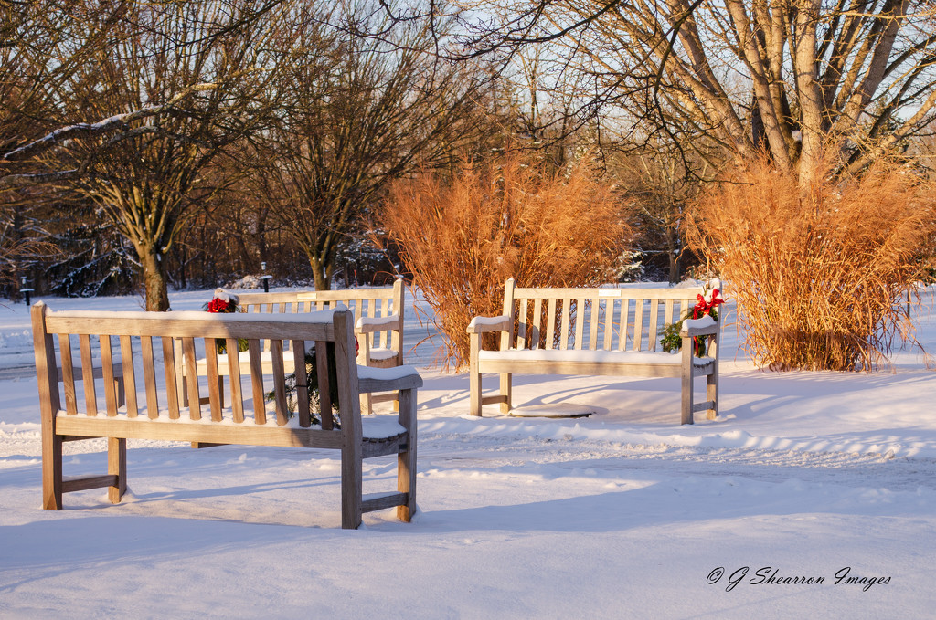 Benches in Early Morning Sun by ggshearron