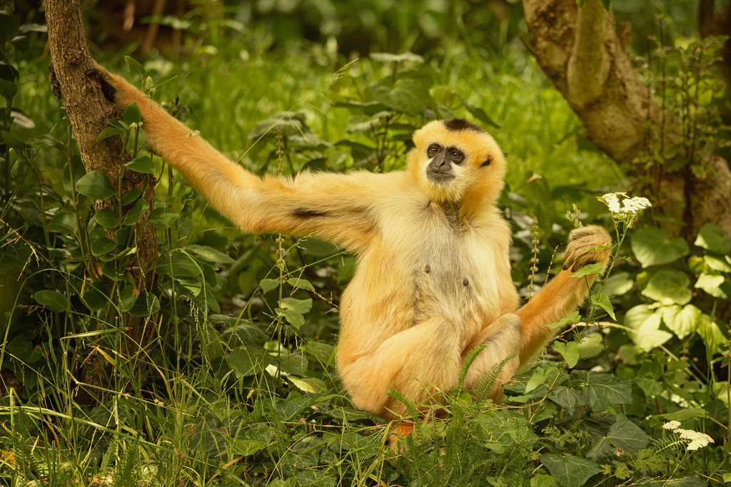 Gorgeous Gibbon by helenw2