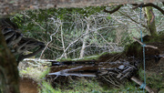 4th Oct 2020 - Abstract Reflections in the Forest_