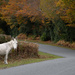 White Donkey Stare  by judithmullineux