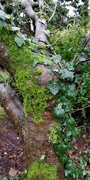 21st Dec 2020 - Moss and Ivy