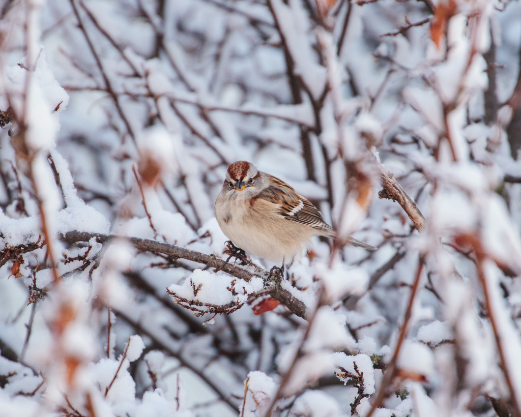 snowy sparrow by aecasey