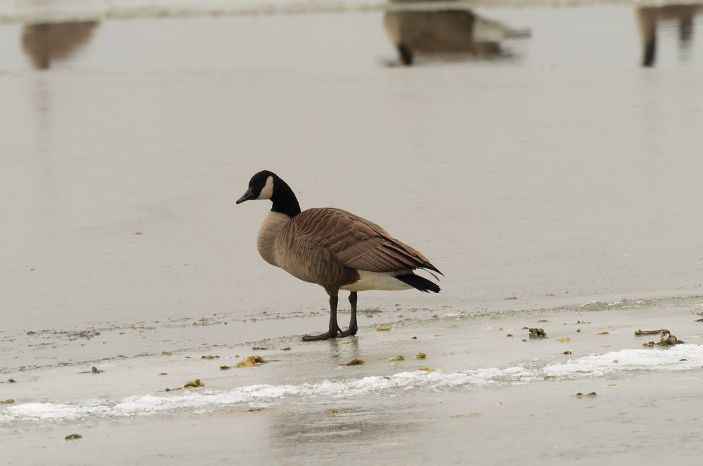 goose on ice by rminer